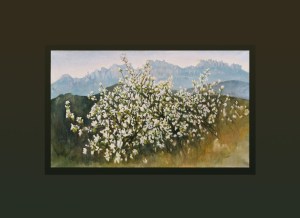 Tree in blossom Monserrat